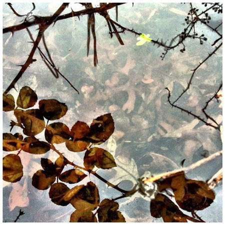 VISUAL DICTION by Allyson Seconds